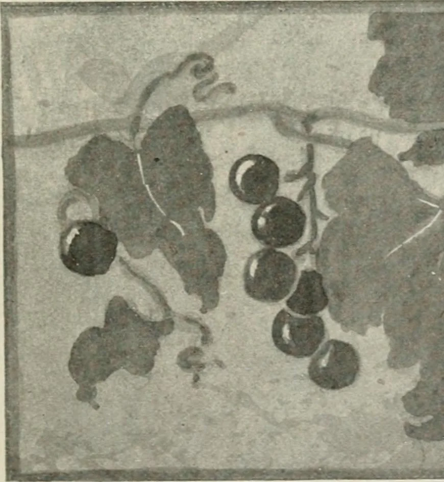 An illustration from Nature drawing from various points of view, 1910, leaf 154