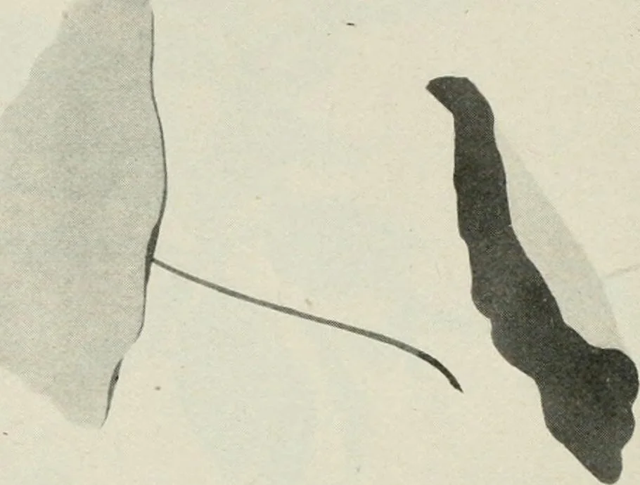 An illustration from Nature drawing from various points of view, 1910, leaf 155