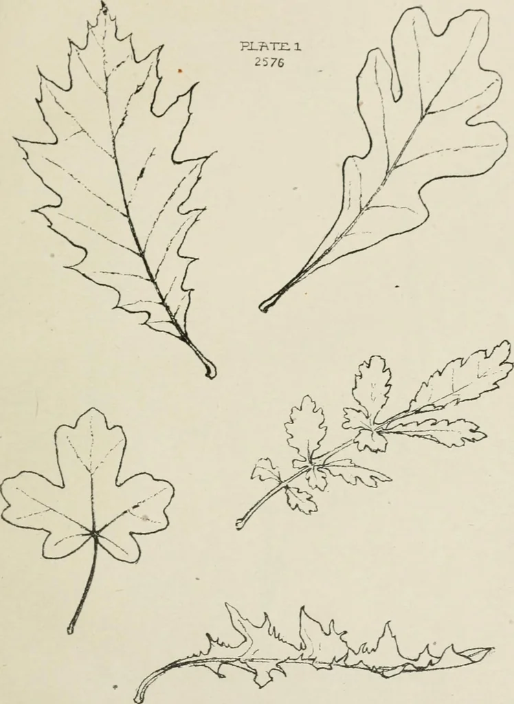 An illustration from Nature drawing from various points of view, 1910, leaf 156