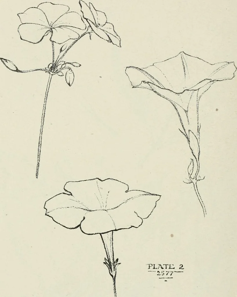 An illustration from Nature drawing from various points of view, 1910, leaf 157