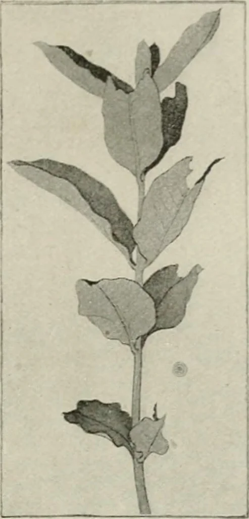 An illustration from Nature drawing from various points of view, 1910, leaf 160