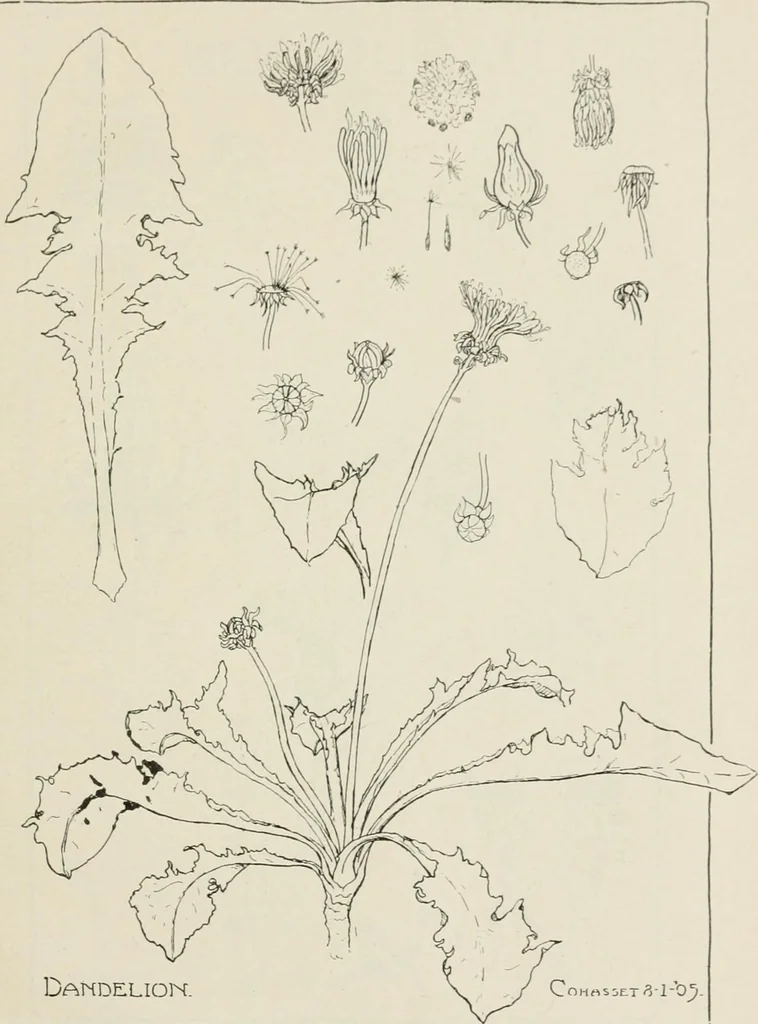 An illustration from Nature drawing from various points of view, 1910, leaf 162