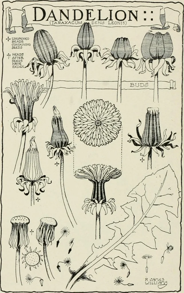 An illustration from Nature drawing from various points of view, 1910, leaf 163