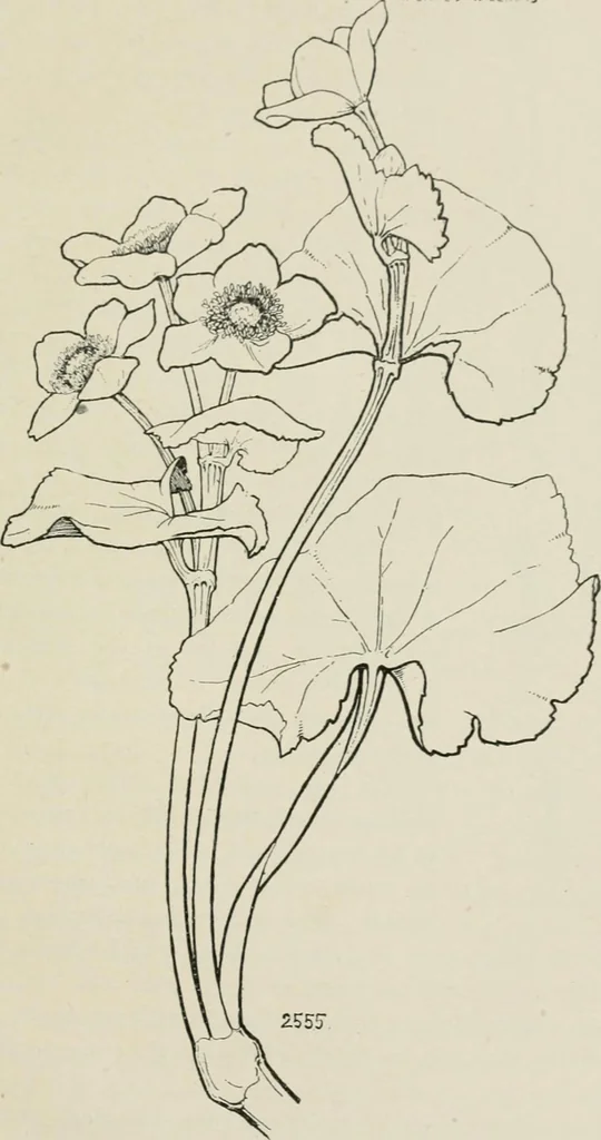 An illustration from Nature drawing from various points of view, 1910, leaf 164