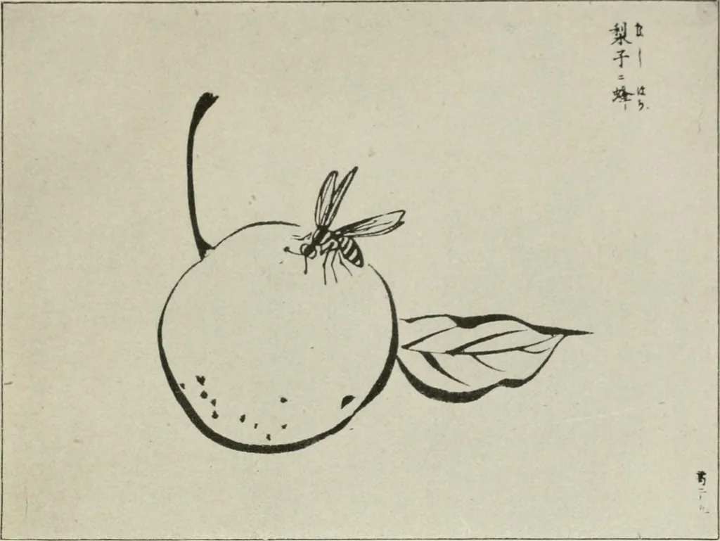 An illustration from Nature drawing from various points of view, 1910, leaf 166