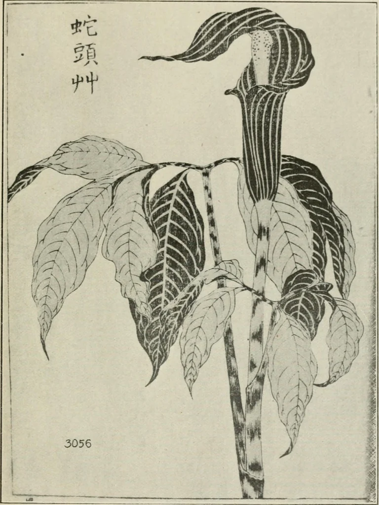 An illustration from Nature drawing from various points of view, 1910, leaf 168