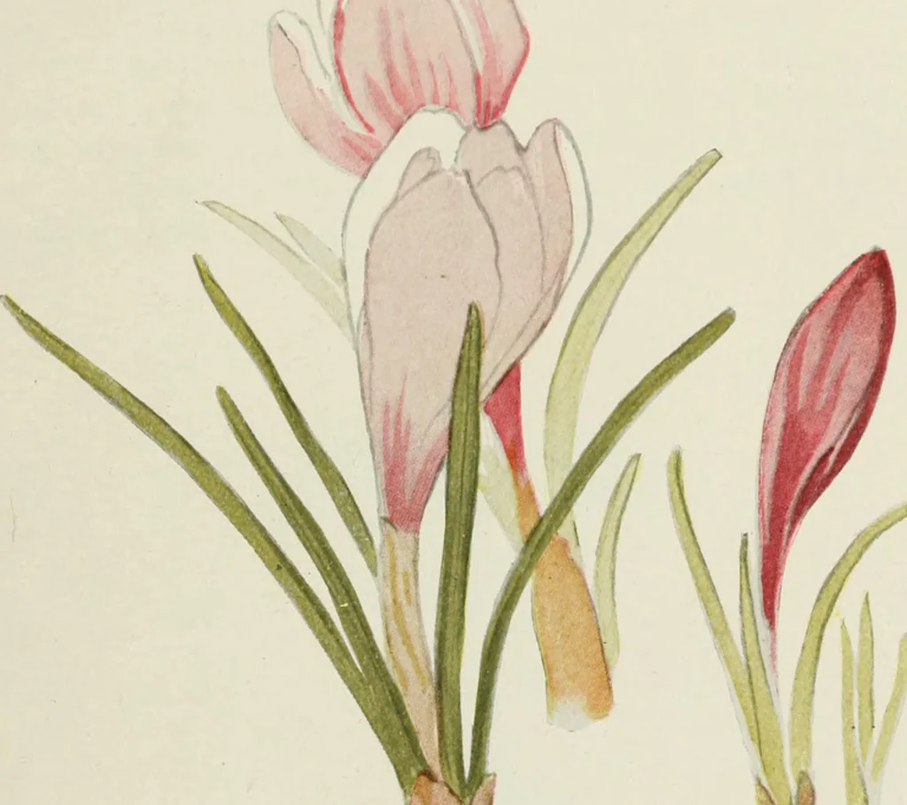 An illustration from Nature drawing from various points of view, 1910, leaf 172