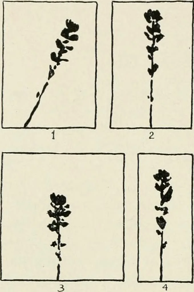 An illustration from Nature drawing from various points of view, 1910, leaf 19