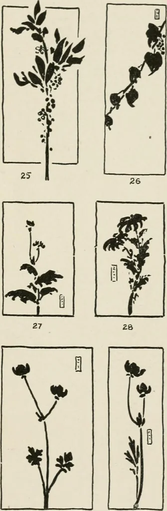 An illustration from Nature drawing from various points of view, 1910, leaf 22