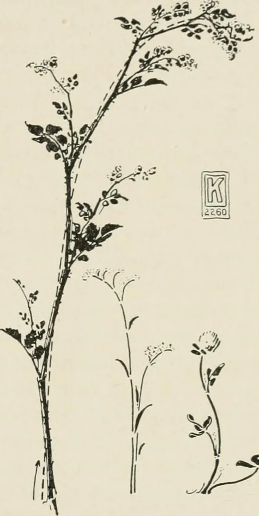 An illustration from Nature drawing from various points of view, 1910, leaf 28