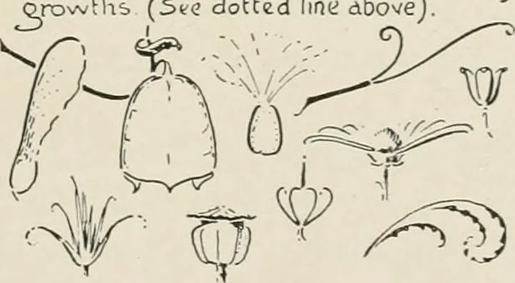 An illustration from Nature drawing from various points of view, 1910, leaf 28