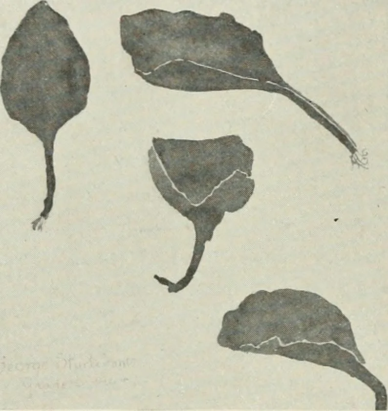 An illustration from Nature drawing from various points of view, 1910, leaf 33