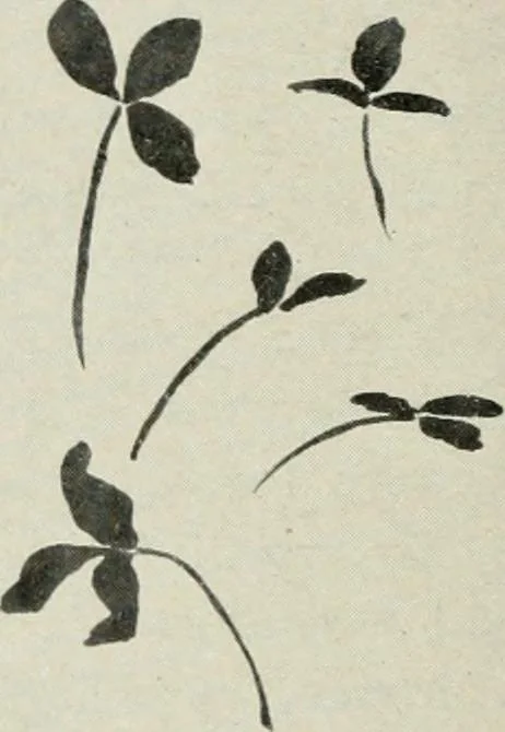 An illustration from Nature drawing from various points of view, 1910, leaf 33