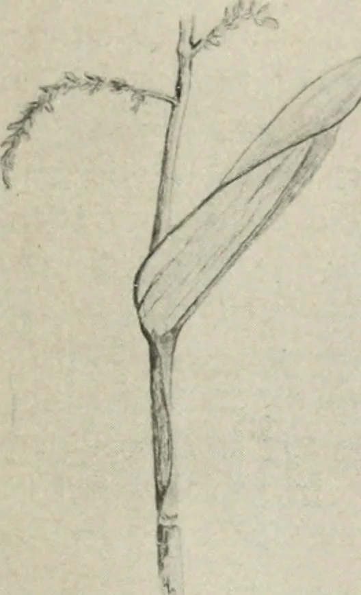 An illustration from Nature drawing from various points of view, 1910, leaf 34
