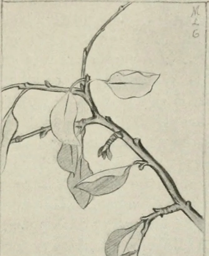 An illustration from Nature drawing from various points of view, 1910, leaf 34