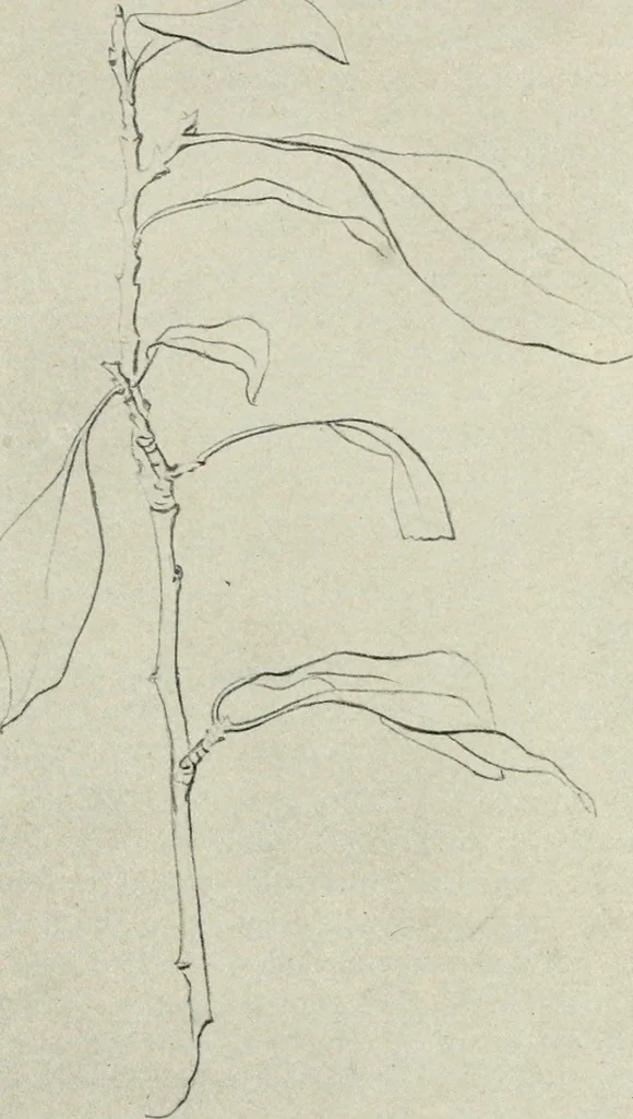 An illustration from Nature drawing from various points of view, 1910, leaf 37