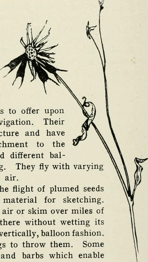 An illustration from Nature drawing from various points of view, 1910, leaf 39