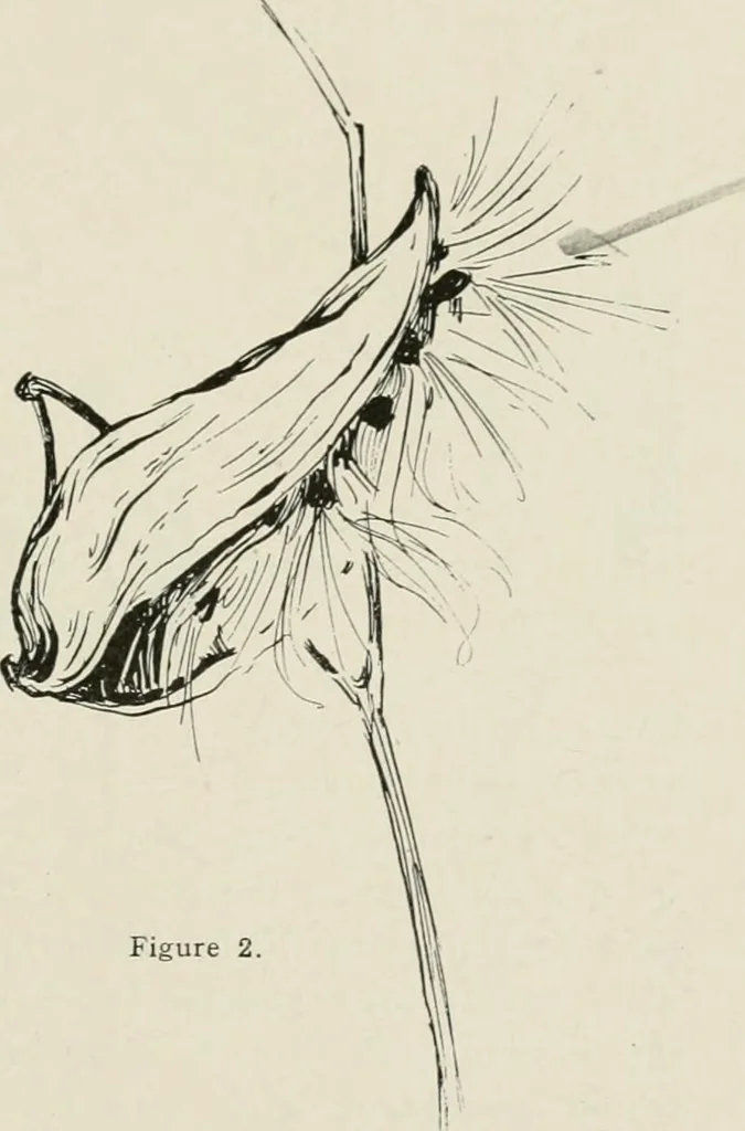 An illustration from Nature drawing from various points of view, 1910, leaf 40
