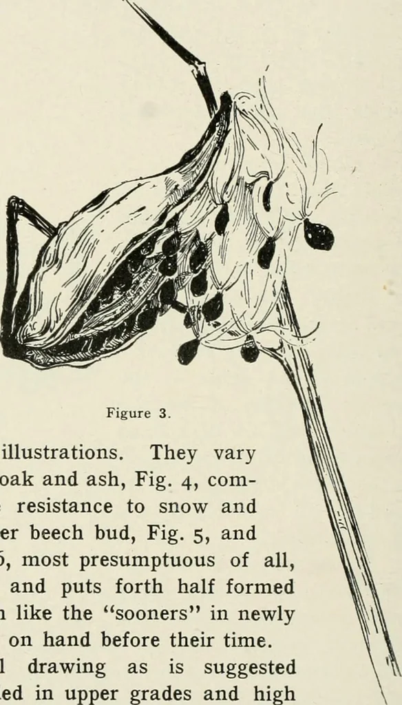 An illustration from Nature drawing from various points of view, 1910, leaf 41
