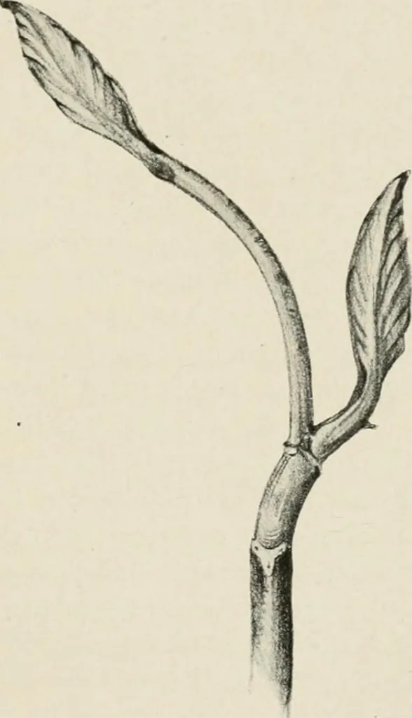 An illustration from Nature drawing from various points of view, 1910, leaf 42