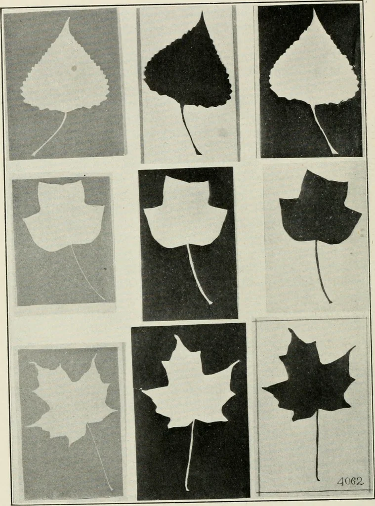 An illustration from Nature drawing from various points of view, 1910, leaf 45