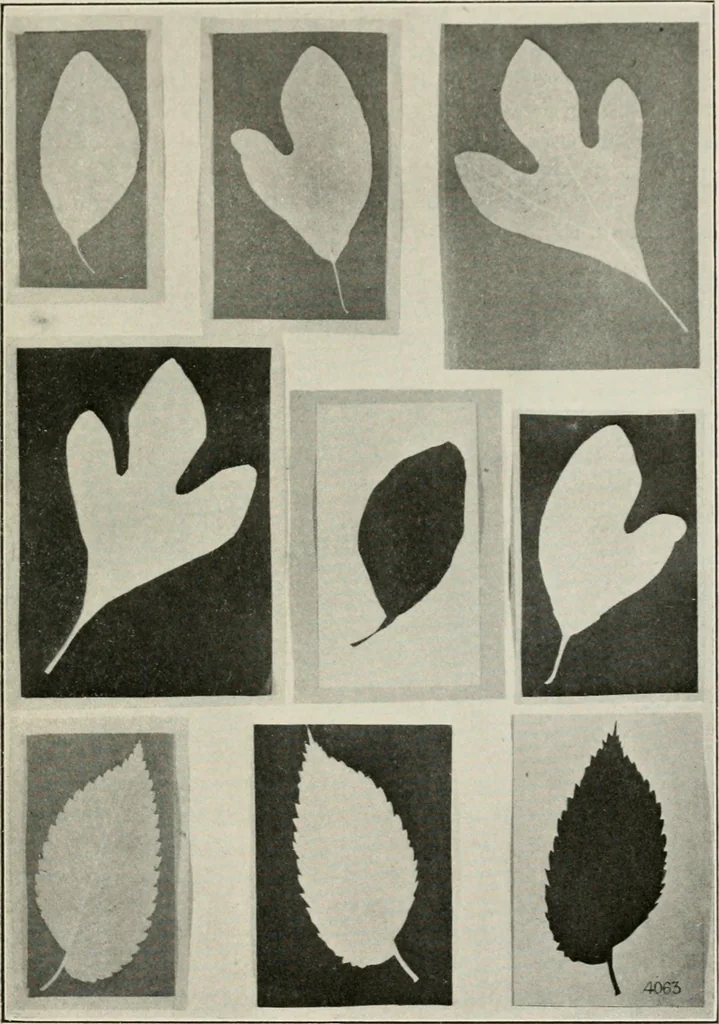 An illustration from Nature drawing from various points of view, 1910, leaf 46