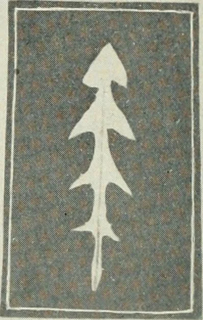 An illustration from Nature drawing from various points of view, 1910, leaf 47