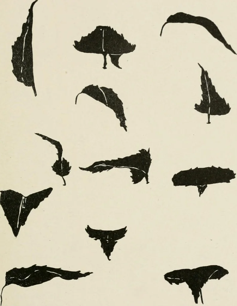 An illustration from Nature drawing from various points of view, 1910, leaf 50