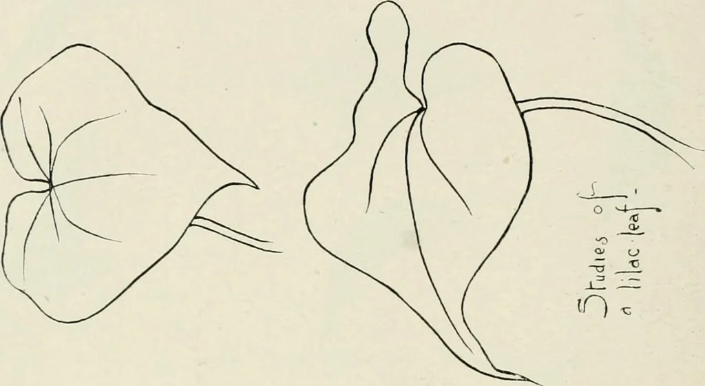 An illustration from Nature drawing from various points of view, 1910, leaf 51