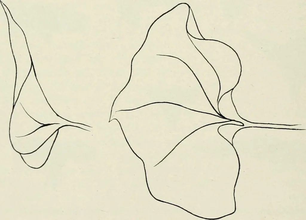 An illustration from Nature drawing from various points of view, 1910, leaf 51