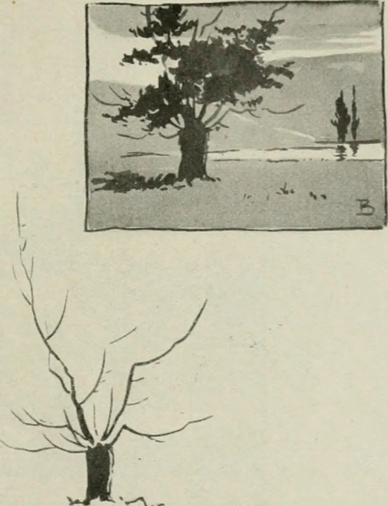 An illustration from Nature drawing from various points of view, 1910, leaf 56