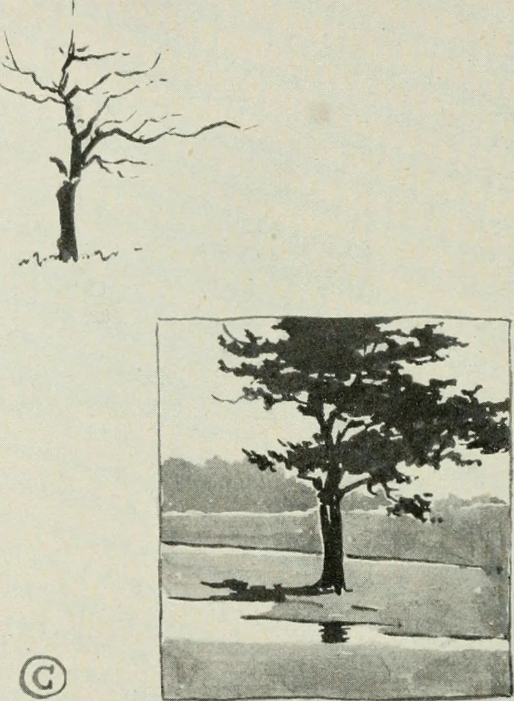 An illustration from Nature drawing from various points of view, 1910, leaf 57