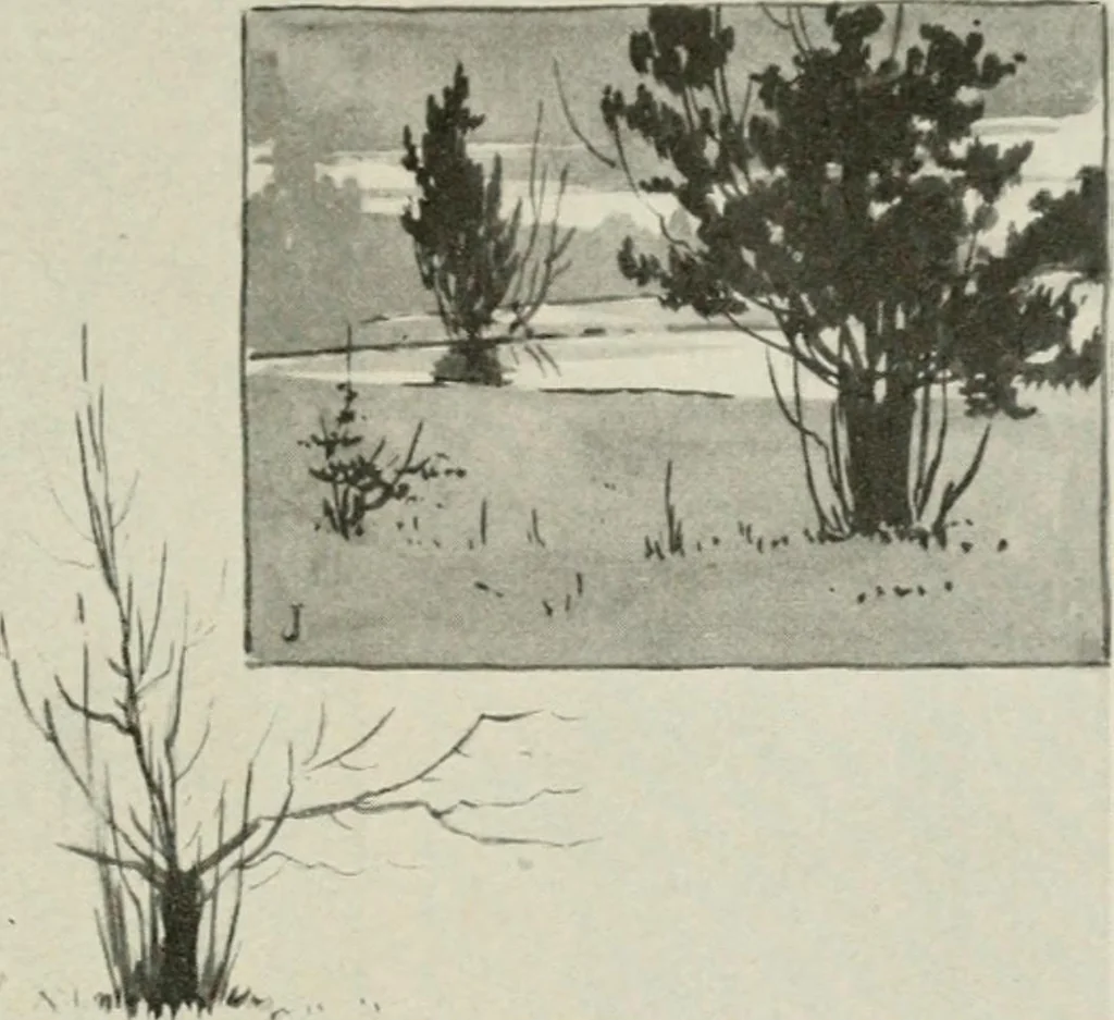 An illustration from Nature drawing from various points of view, 1910, leaf 58
