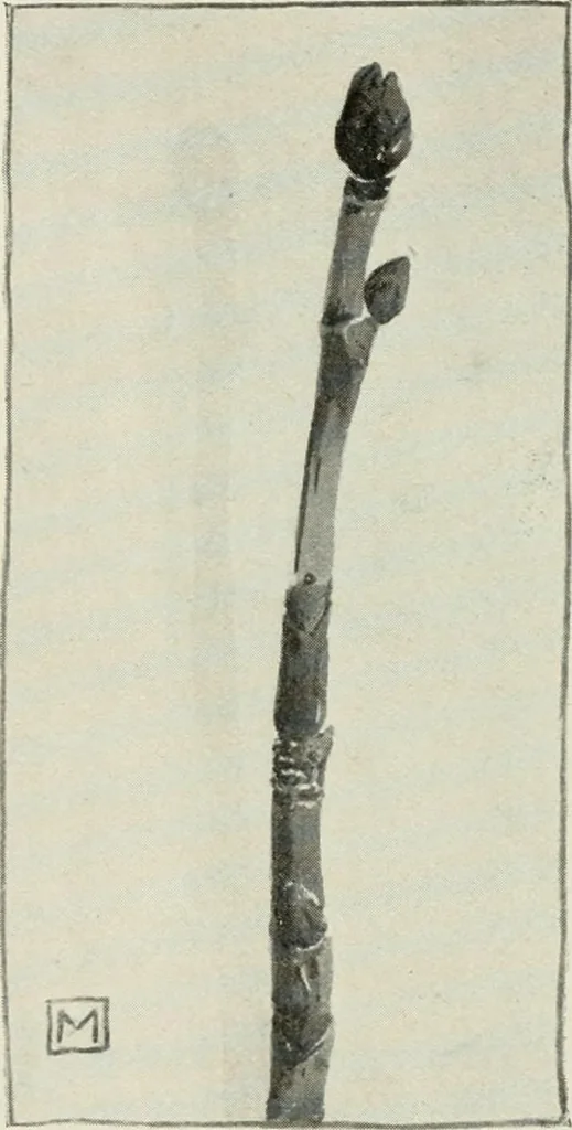 An illustration from Nature drawing from various points of view, 1910, leaf 59