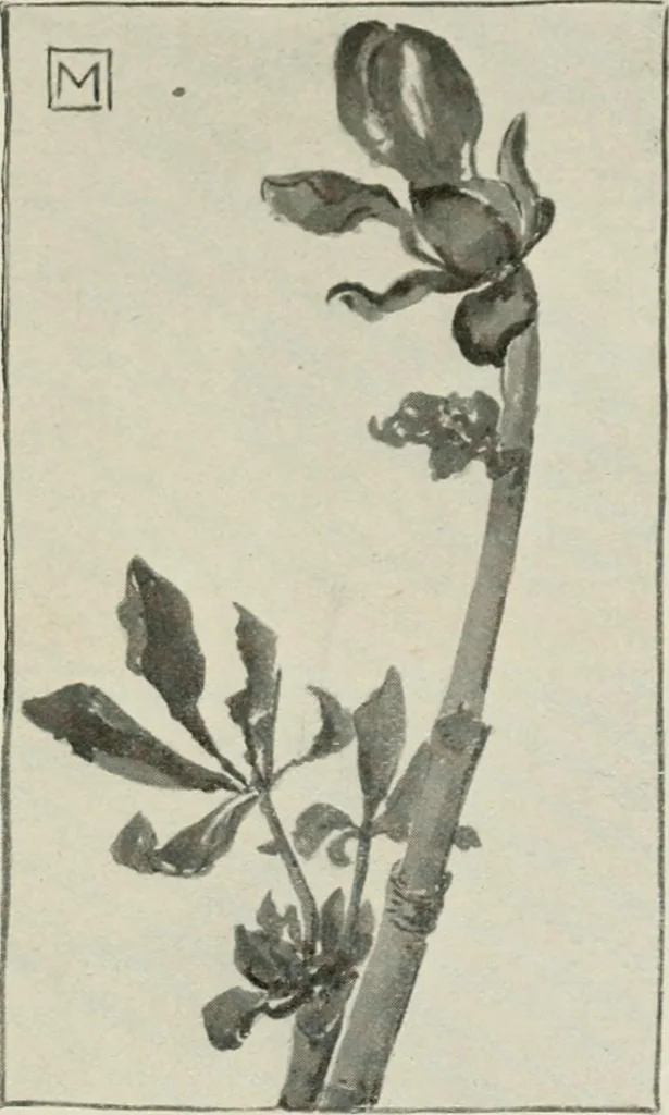 An illustration from Nature drawing from various points of view, 1910, leaf 60