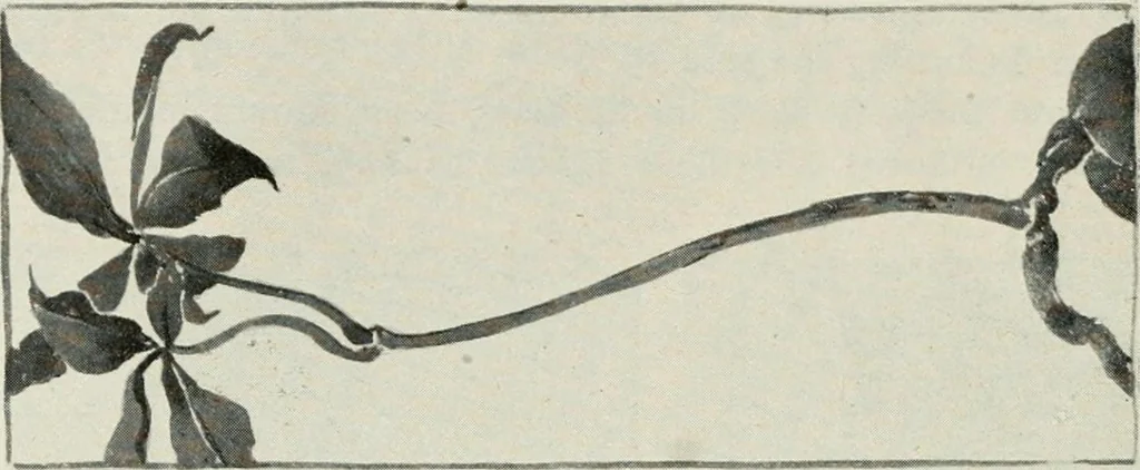 An illustration from Nature drawing from various points of view, 1910, leaf 61