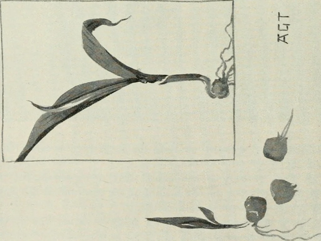 An illustration from Nature drawing from various points of view, 1910, leaf 61