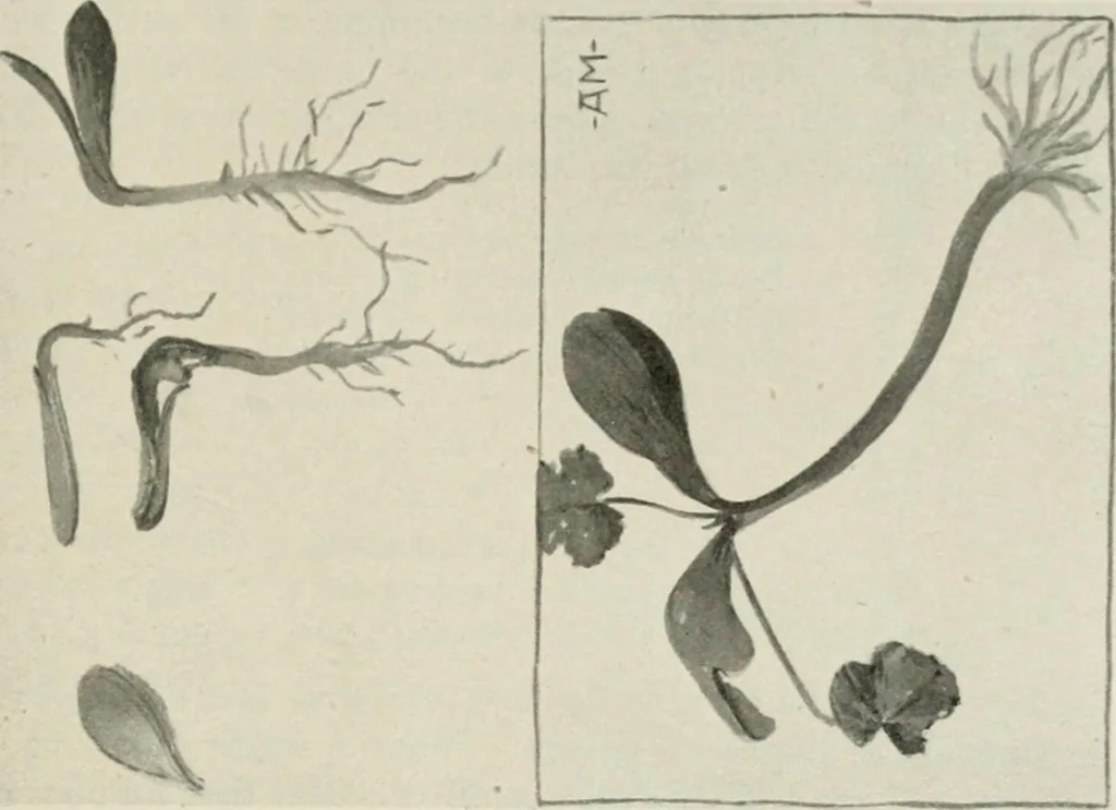 An illustration from Nature drawing from various points of view, 1910, leaf 62