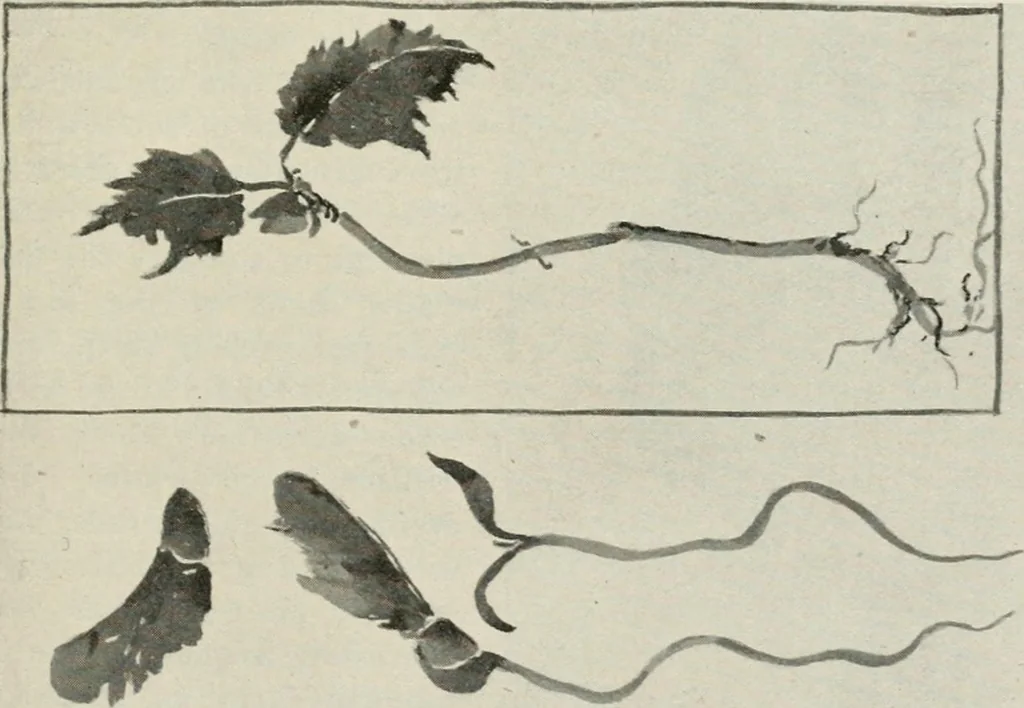 An illustration from Nature drawing from various points of view, 1910, leaf 62