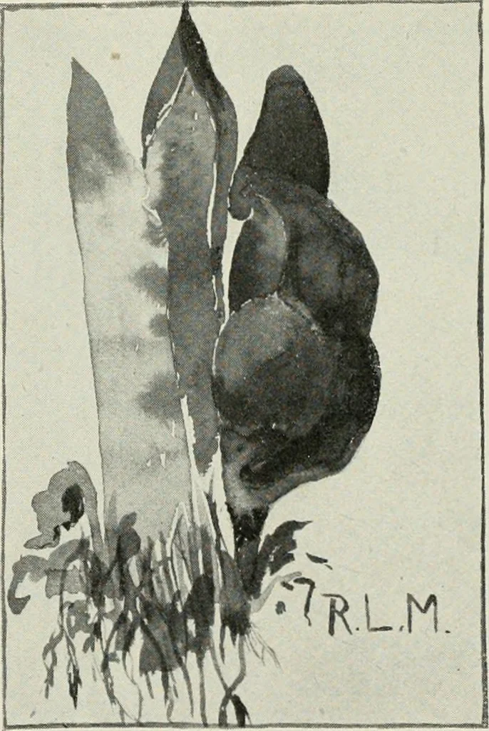 An illustration from Nature drawing from various points of view, 1910, leaf 63