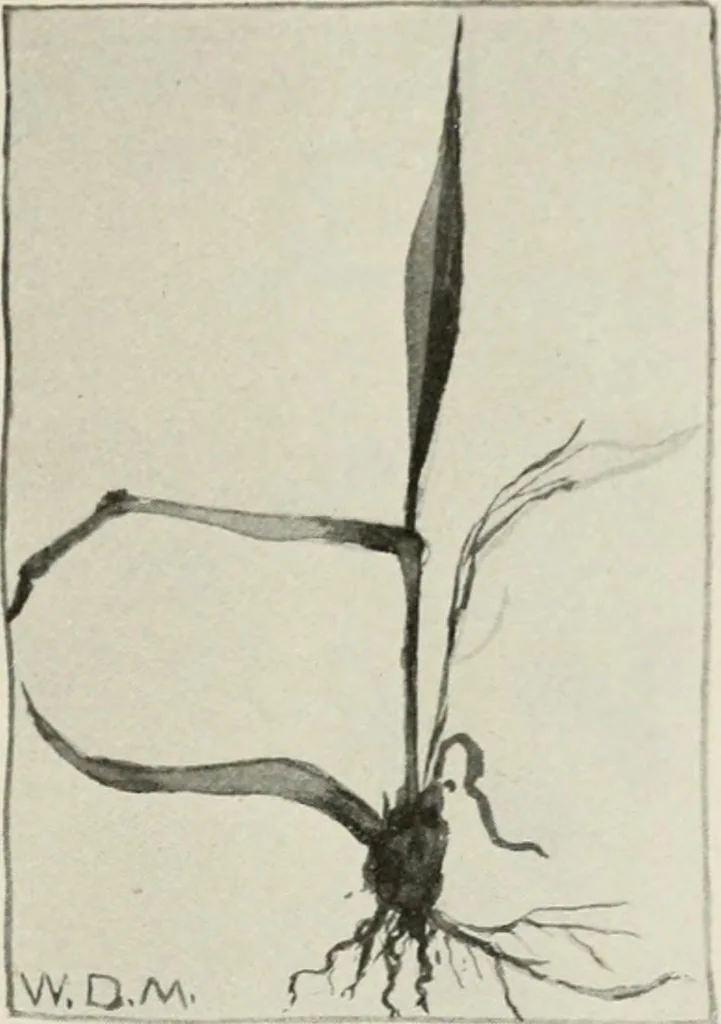 An illustration from Nature drawing from various points of view, 1910, leaf 64