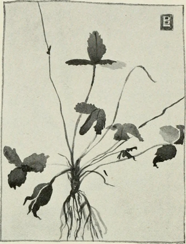 An illustration from Nature drawing from various points of view, 1910, leaf 65