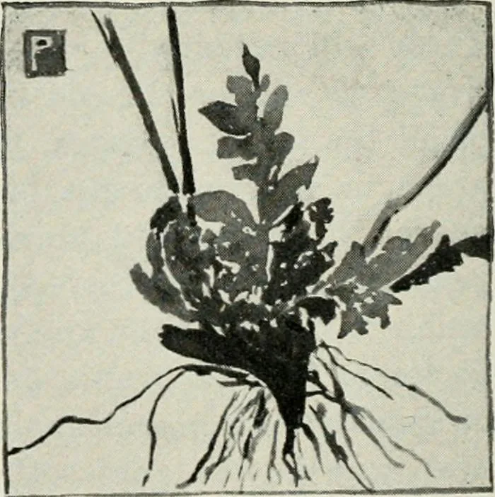 An illustration from Nature drawing from various points of view, 1910, leaf 65