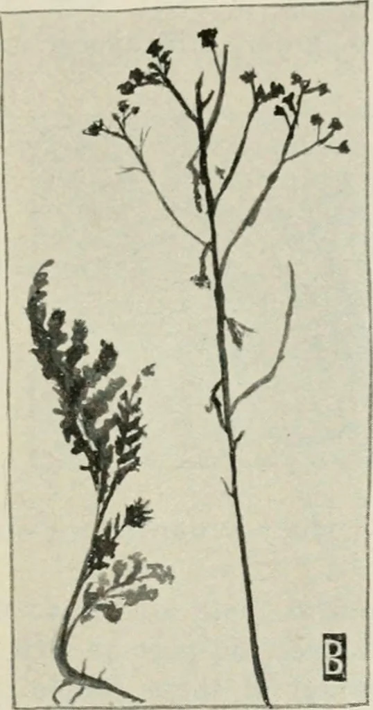 An illustration from Nature drawing from various points of view, 1910, leaf 66
