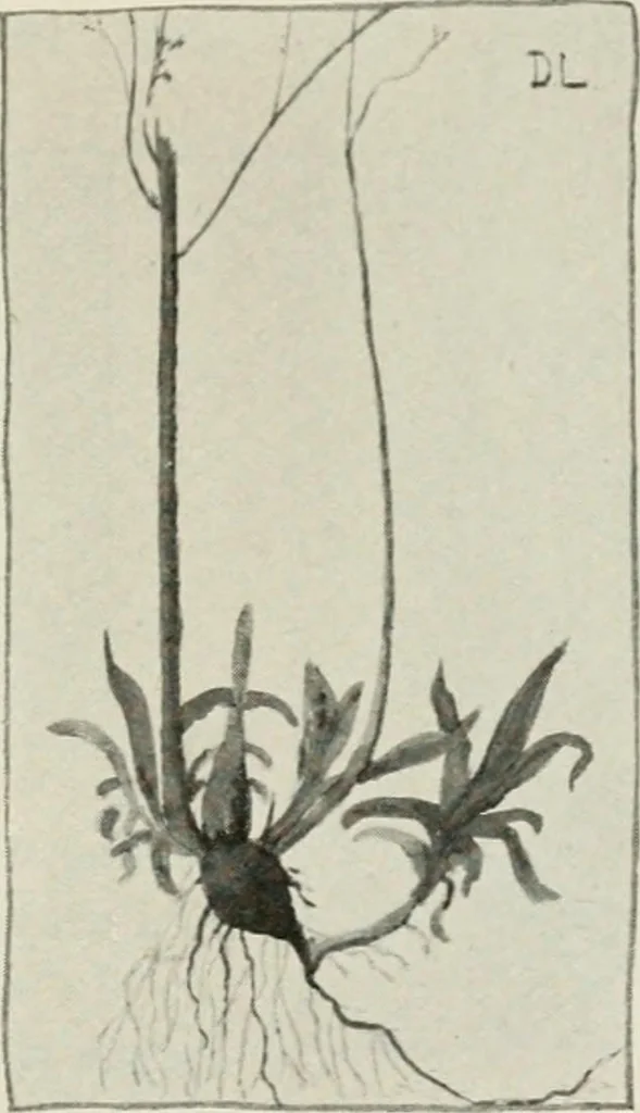 An illustration from Nature drawing from various points of view, 1910, leaf 66