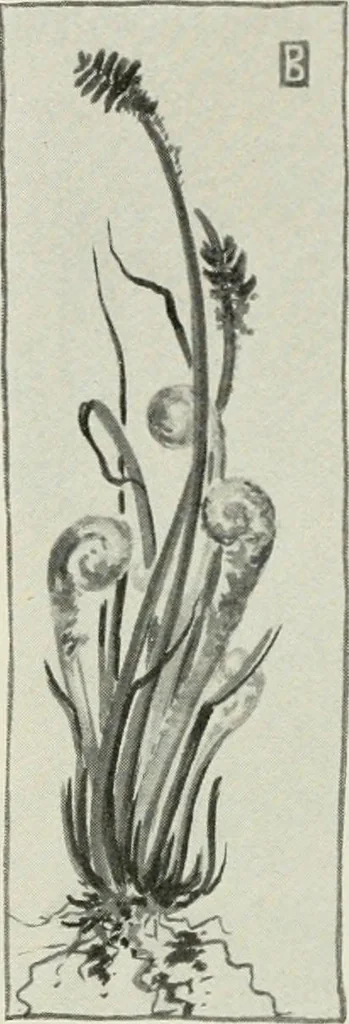 An illustration from Nature drawing from various points of view, 1910, leaf 67
