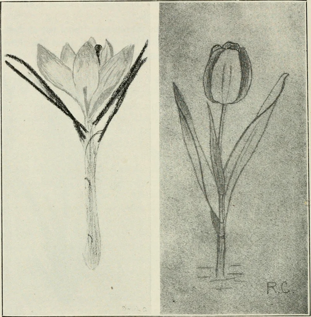 An illustration from Nature drawing from various points of view, 1910, leaf 71