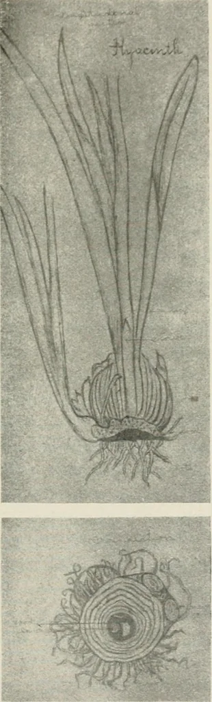 An illustration from Nature drawing from various points of view, 1910, leaf 74