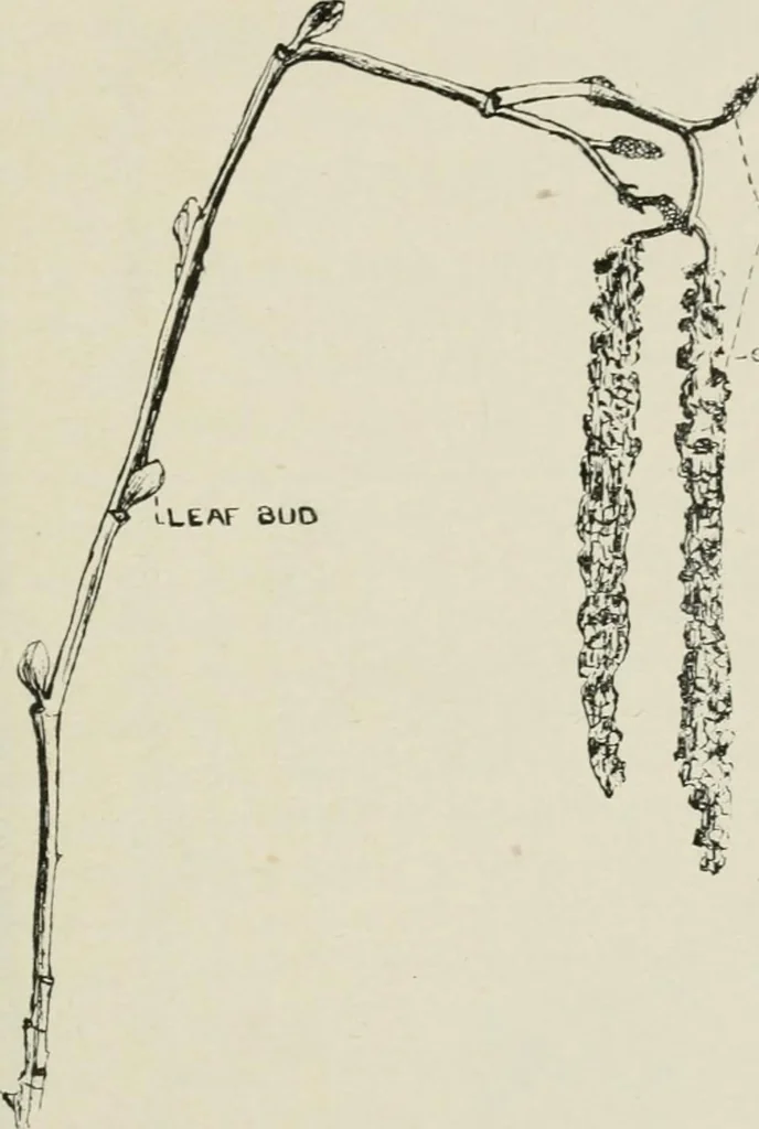 An illustration from Nature drawing from various points of view, 1910, leaf 76