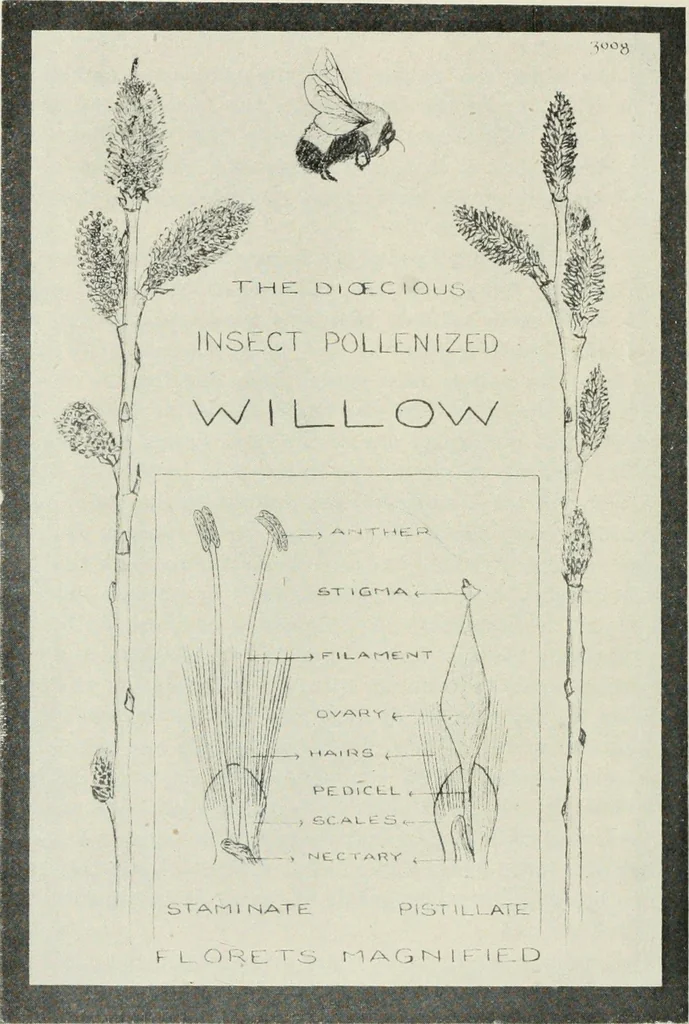 An illustration from Nature drawing from various points of view, 1910, leaf 79